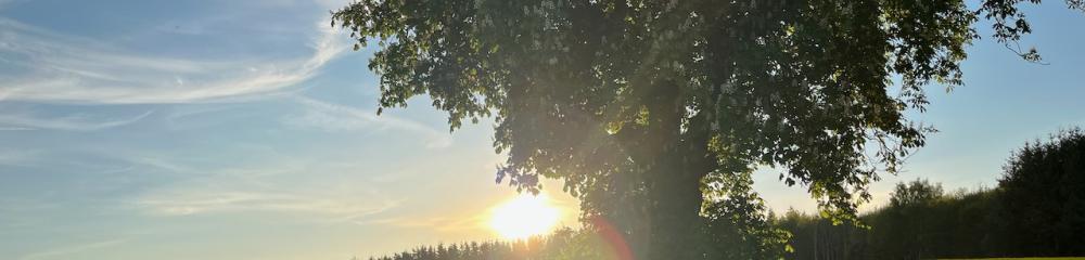 Sunset behind horse chestnut tree in blossom over field of rapeseed